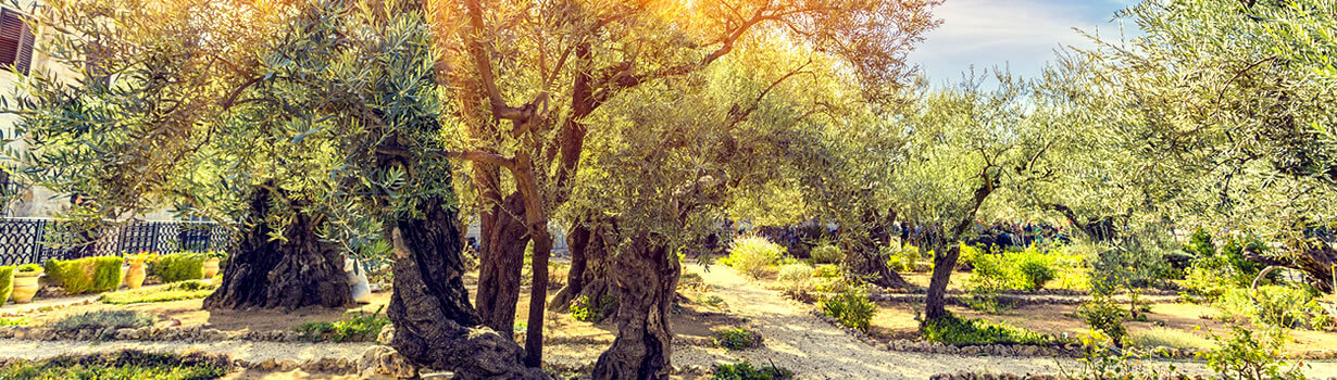 Christian Tour to Israel at Mount of Olives