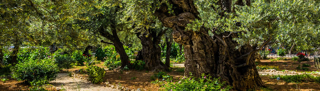 Mount of Olives
