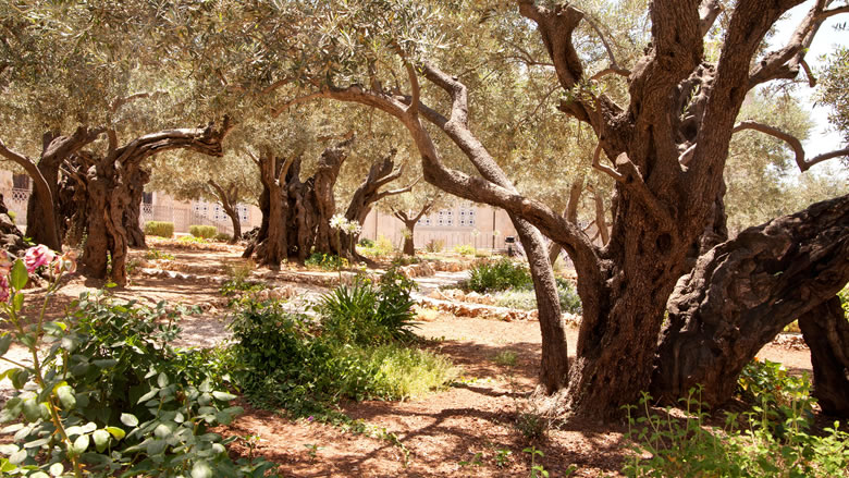 Mount of Olives